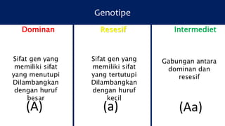 Genotipe
Dominan
Sifat gen yang
memiliki sifat
yang menutupi
Dilambangkan
dengan huruf
besar
Resesif Intermediet
(A)
Sifat gen yang
memiliki sifat
yang tertutupi
Dilambangkan
dengan huruf
kecil
(a)
Gabungan antara
dominan dan
resesif
(Aa)
 