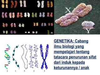 GENETIKA: Cabang
ilmu biologi yang
mempelajari tentang
tatacara penurunan sifat
dari induk kepada
keturunannya / anak
 