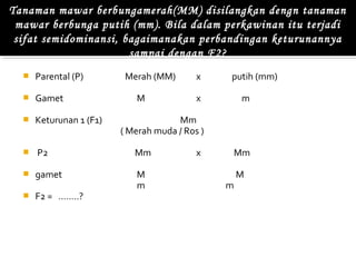 Tanaman mawar berbungamerah(MM) disilangkan dengn tanaman
 mawar berbunga putih (mm). Bila dalam perkawinan itu terjadi
 sifat semidominansi, bagaimanakan perbandingan keturunannya
                       sampai dengan F2?
     Parental (P)        Merah (MM)       x    putih (mm)

     Gamet                 M              x        m

     Keturunan 1 (F1)                Mm
                         ( Merah muda / Ros )

     P2                    Mm             x        Mm

     gamet                 M                       M
                            m                   m
     F2 = ……..?
 