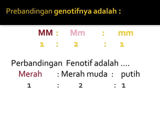 Perbandingan Fenotif adalah ….
  Merah    : Merah muda : putih
    1      :     2        : 1
 