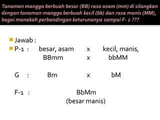 Jawab :
 P-1   :   besar, asam   x     kecil, manis,
             BBmm         x       bbMM

 G      :     Bm          x         bM

 F-1 :                 BbMm
                    (besar manis)
 