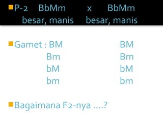 P-2 BbMm        x    BbMm
  besar, manis   besar, manis

Gamet : BM             BM
        Bm              Bm
        bM              bM
        bm              bm

Bagaimana F2-nya ….?
 