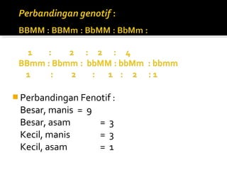  Perbandingan Fenotif :
 Besar, manis = 9
 Besar, asam      =3
 Kecil, manis     =3
 Kecil, asam      =1
 