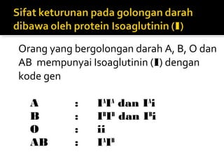 Orang yang bergolongan darah A, B, O dan
AB mempunyai Isoaglutinin (I) dengan
kode gen

  A        :   IAIA dan IAi
  B        :   IBIB dan IBi
  O        :   ii
  AB       :   IAIB
 