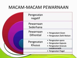 MACAM-MACAM PEWARNAAN
             Pengecatan
               negatif
             Pewarnaan
             Sederhana
             Pewarnaan               • Pengecatam Gram
              Difrential             • Pengecatan Ziehl-Nelson

                                     • Pengecatan spora
             Pengecatan              • Pengecatan Kapsula
               Khusus                • Pengecatan Granula
                                       metakromatik
                                     • Pengecatan Flagel
10/25/2011    BAHAN AJAR PEWARNAAN                               11
 