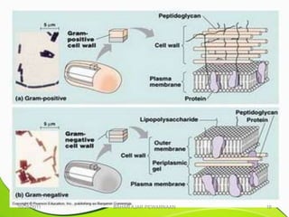 10/25/2011   BAHAN AJAR PEWARNAAN   16
 