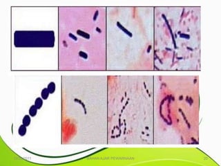10/25/2011   BAHAN AJAR PEWARNAAN   20
 