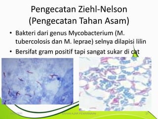Pengecatan Ziehl-Nelson
             (Pengecatan Tahan Asam)
• Bakteri dari genus Mycobacterium (M.
  tubercolosis dan M. leprae) selnya dilapisi lilin
• Bersifat gram positif tapi sangat sukar di cat




10/25/2011          BAHAN AJAR PEWARNAAN          27
 