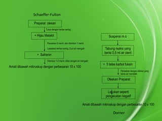 Schaeffer-Fulton
Preparat olesan
Tutup dengan kertas saring

+ Hijau Malakit

Suspensi m.o

Panaskan 5 menit, dan diamkan 1 menit.
Lepaskan kertas saring, Cuci air mengalir

+ Safranin
Diamkan 1-2 menit, bilas dengan air mengalir

Amati dibawah mikroskop dengan perbesaran 10 x 100

Tabung reaksi yang
berisi 0,5 ml air steril

+ 5 tetes karbol fuksin
Panaskan dengan bekker yang
berisi air mendidih

Oleskan Preparat
Lakukan seperti
pengecatan negatif
Amati dibawah mikroskop dengan perbesaran 10 x 100

Dorner

 