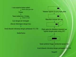 1 ose suspensi biakan bakteri
Ratakan diatas gelas objek

Teteskan nigrosin di ujung objek gelas

Fiksasi
Tetesi metilen biru 1-2 tetes
Biarkan 1-2 menit

Masukkan inokulan dari ose

Cuci dengan air mmengalir
(Sisa air dikeringkan dengan tisu)
Amati dibawah mikroskop dengan perbesaran 10 x 100

Objek gelas lain diletakkan disebelah luar
nigrosin dengan posisi miring (300)

Sederhana

Geser perlahan hingga membentuk lapisan tipis
Amati dibawah mikroskop dengan perbesaran 10 x 100

Negatif

 