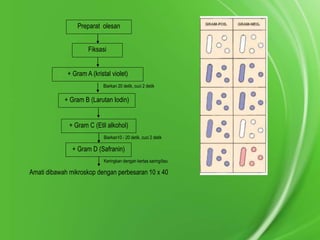 Preparat olesan

Fiksasi
+ Gram A (kristal violet)
Biarkan 20 detik, cuci 2 detik

+ Gram B (Larutan Iodin)
+ Gram C (Etil alkohol)
Biarkan10 - 20 detik, cuci 2 detik

+ Gram D (Safranin)
Keringkan dengan kertas saring/tisu

Amati dibawah mikroskop dengan perbesaran 10 x 40

 