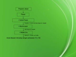 Preparat olesan
Fiksasi

+ Karbol Fuksin
Panaskan 1-2 menit, dan bilas dengan air mengalir

+ Alkohol asam
bilas dengan air mengalir

+ Metilen biru
Biarkan10 - 20 detik, cuci 2 detik

Amati dibawah mikroskop dengan perbesaran 10 x 100

 