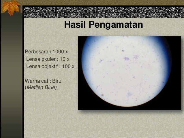 Pewarnaan Bakteri Staphylococcus
