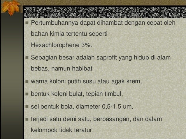 Pewarnaan bakteri staphylococcus Pewarnaan bakteri staphylococcus