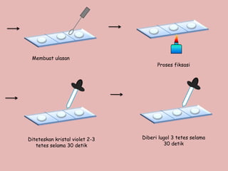 Membuat ulasan
                                      Proses fiksasi




Diteteskan kristal violet 2-3   Diberi lugol 3 tetes selama
   tetes selama 30 detik                  30 detik
 