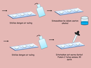 Dimasukkan ke dalam aseton
Dibilas dengan air suling              alkohol




  Dibilas dengan air suling       Diteteskan zat warna Karbol
                                   Fuksin 2 tetes selama 30
                                             detik
 