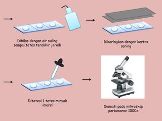 Dibilas dengan air suling       Dikeringkan dengan kertas
sampai tetes terakhir jernih                saring




        Ditetesi 1 tetes minyak
                 imersi           Diamati pada mikroskop
                                     perbesaran 1000x
 