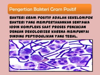 Pengertian Bakteri Gram Positif
Bakteri gram positif adalah sekelompok
bakteri yang mempertahankan senyawa
iodin kompleks saat proses pencucian
dengan dekolorizer karena mempunyai
dinding peptidoglikan yang tebal.
 