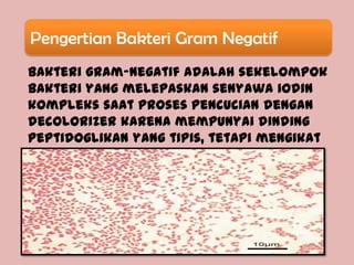 Pengertian Bakteri Gram Negatif
Bakteri gram-negatif adalah sekelompok
bakteri yang melepaskan senyawa iodin
kompleks saat proses pencucian dengan
decolorizer karena mempunyai dinding
peptidoglikan yang tipis, tetapi mengikat
zat warna lain yaitu karbolfuchsin.
 