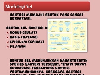 Morfologi Sel
  Bakteri memiliki bentuk yang sangat
  bervariasi.

Bentuk sel bakteri meliputi:
  kokus (bulat)
  basil (batang)
  spirilum (spiral)
  filamen


  Bentuk sel menunjukkan karakteristik
  spesies bakteri tersebut, tetapi dapat
  bervariasi tergantung kondisi
  pertumbuhannya. Beberapa bakteri
 