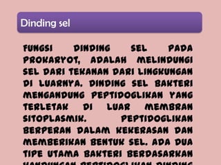 Dinding sel

Fungsi    dinding   sel     pada
prokaryot, adalah melindungi
sel dari tekanan dari lingkungan
di luarnya. Dinding sel bakteri
mengandung peptidoglikan yang
terletak di luar membran
sitoplasmik.      Peptidoglikan
berperan dalam kekerasan dan
memberikan bentuk sel. Ada dua
tipe utama bakteri berdasarkan
 