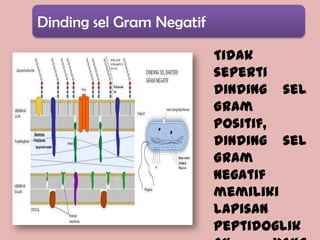 Dinding sel Gram Negatif

                           Tidak
                           seperti
                           dinding sel
                           Gram
                           positif,
                           dinding sel
                           Gram
                           negatif
                           memiliki
                           lapisan
                           peptidoglik
 