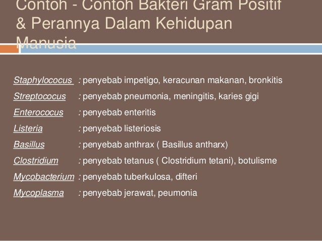 Pewarnaan Gram Kelompok 2 11 1