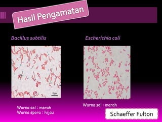 Bacillus subtilis        Escherichia coli




                        Warna sel : merah
  Warna sel : merah
  Warna spora : hijau
                                     Schaeffer Fulton
 