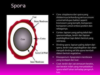 Spora
           Core: sitoplasma dari spora yang
            didalamnya terkandung semua unsure
            untuk kehidupan bakteri seperti
            kromosom yang komplit, komponen-
            komponen untuk sintesis protein dan
            sebagainya.
           Cortex: lapisan yang paling tebal dari
            spora envelope, terdiri dari lapisan
            peptidoglikan tapi dalam bentuk yang
            istimewa.
           Dinding spora: lapisan paling dalam dari
            spora, terdiri dari peptidoglikan dan akan
            menjadi dinding sel bila spora kembali
            dalam bentuk vegetative.
           Eksosporium: lipoprotein membrane
            yang terdapat dari luar.
           Coat: terdiri dari zat semacam keratin,
            dan keratin inilah yang menyebabkan
            spora relatif tahan terhadap pengaruh
            luar.
 