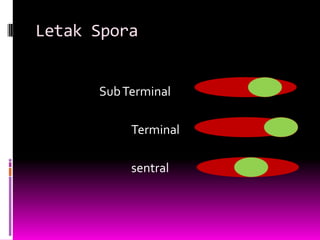 Letak Spora


      Sub Terminal

           Terminal

           sentral
 