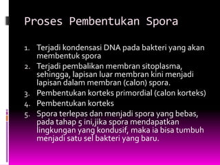 Proses Pembentukan Spora

1. Terjadi kondensasi DNA pada bakteri yang akan
   membentuk spora
2. Terjadi pembalikan membran sitoplasma,
   sehingga, lapisan luar membran kini menjadi
   lapisan dalam membran (calon) spora.
3. Pembentukan korteks primordial (calon korteks)
4. Pembentukan korteks
5. Spora terlepas dan menjadi spora yang bebas,
   pada tahap 5 ini,jika spora mendapatkan
   lingkungan yang kondusif, maka ia bisa tumbuh
   menjadi satu sel bakteri yang baru.
 