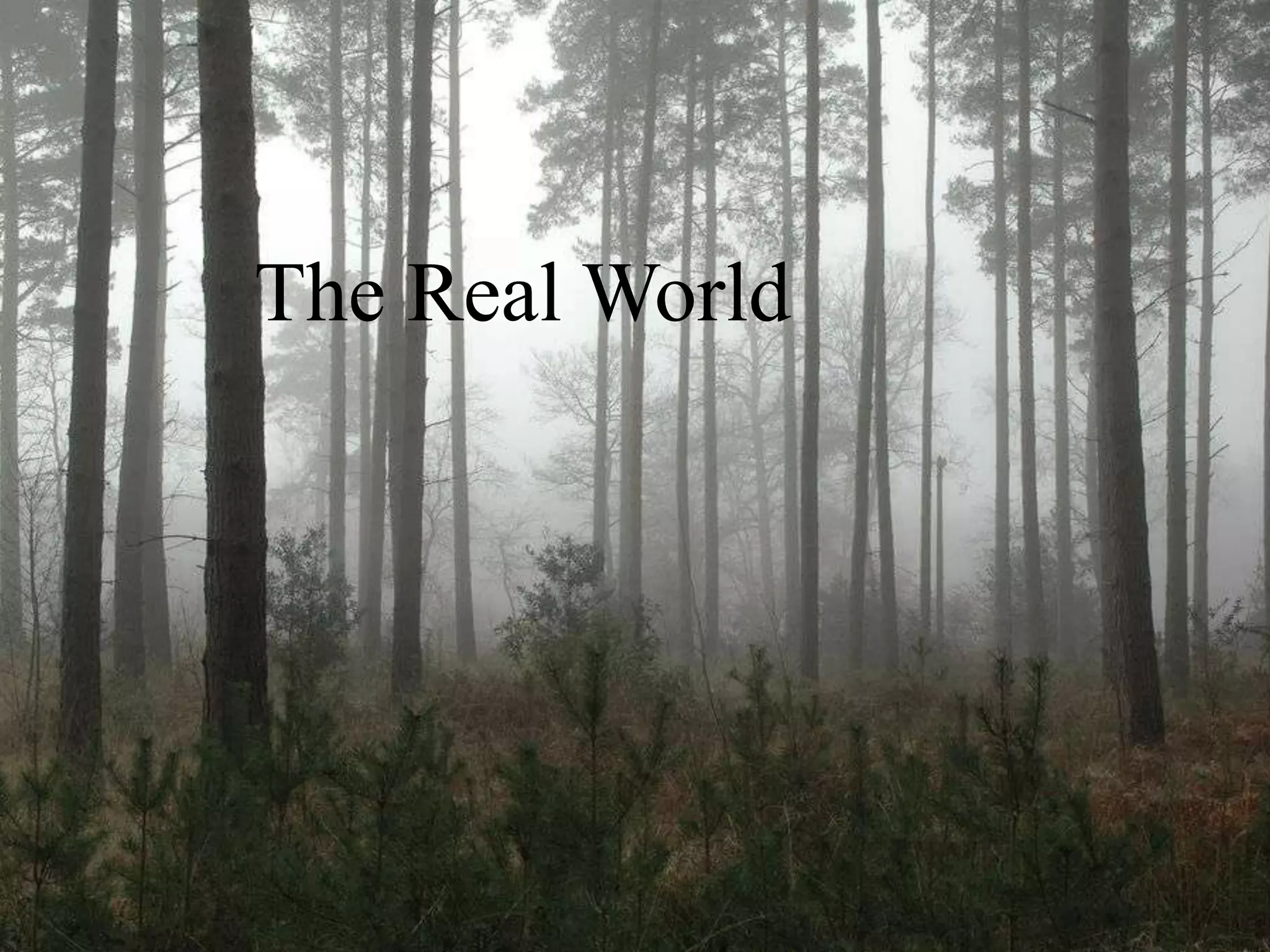 The Real World
 
