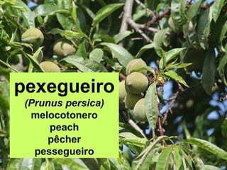 pexegueiro
(Prunus persica)
melocotonero
peach
pêcher
pessegueiro
 
