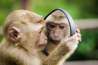 Monkey amazed with the mirror