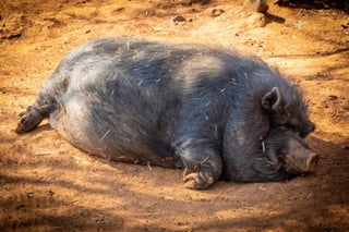 An Innocent Boar taking his Nap