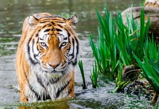Bengal Tiger on water during daytime.