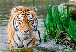 Tiger enjoying nature