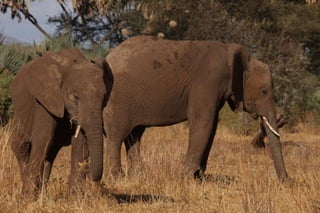 Brown elephant