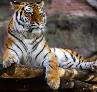 Close up photography of Tiger sitting on a logs.