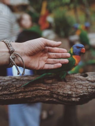 Hand near parrot