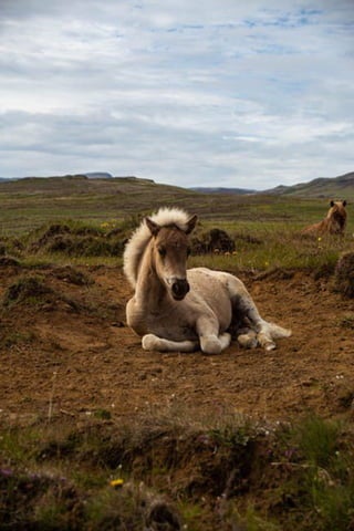 White horse lying on a brown sand