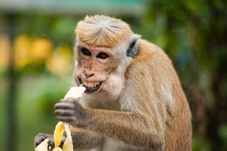 Monkey happy with his meal
