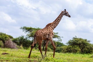 Giraffe standing on an grass filed