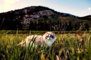 Cat on grass field.