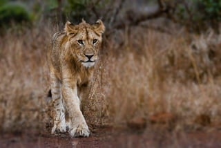 Photography of a brown lion