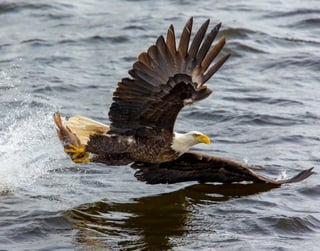 Eagles over the sea