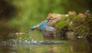 Kingfisher flying above the water