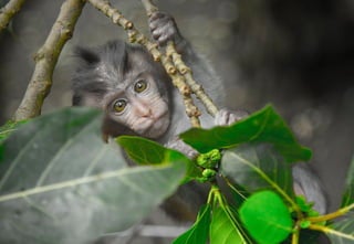 Monkey holding on a branch of a tree.
