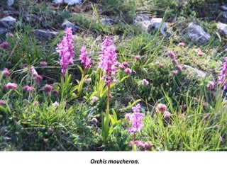 Orchis moucheron.
 