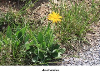 Aronic noueux.
 
